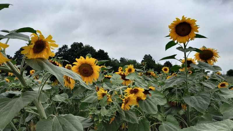 Bilecik'te ayçiçeklerin görsel şöleni