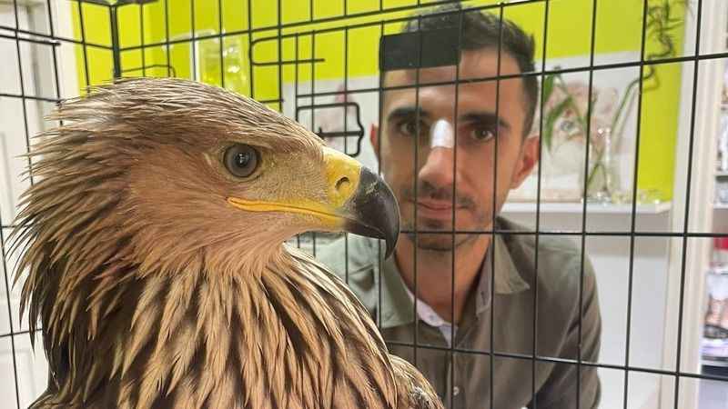 Şah kartalı, pençe darbesiyle veterineri yaraladı Şah kartalı, pençe darbesiyle veterineri yaraladı