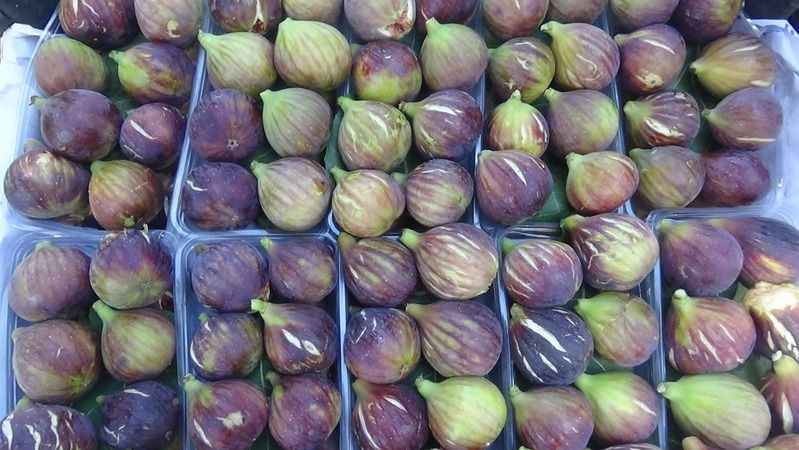 Coğrafi işaretli Havran siyah incirinde hasat başladı