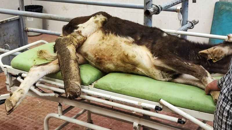 Hatalı doğum kurbanı buzağılar tedavi edildi