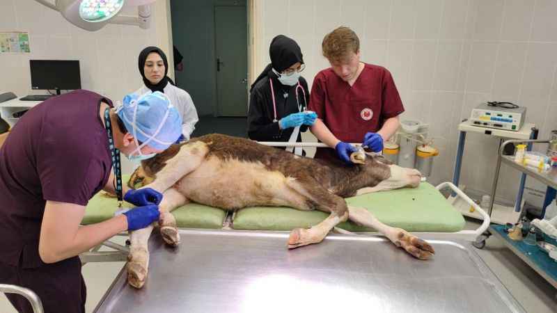 Hatalı doğum kurbanı buzağılar tedavi edildi