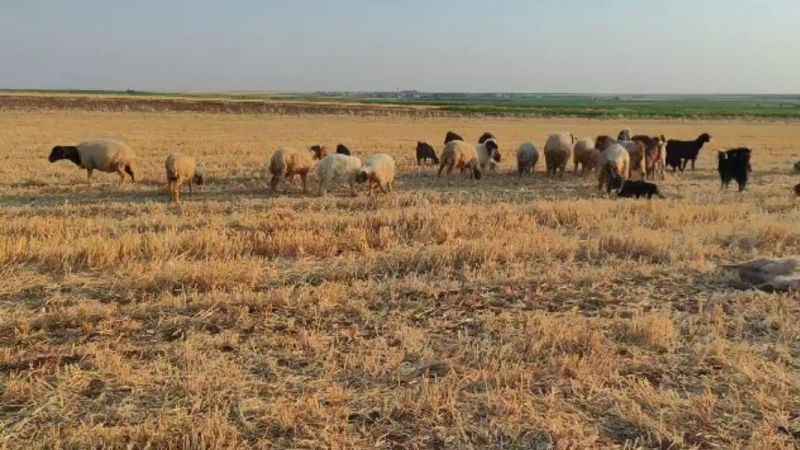Mardin'de suya karışan zirai ilaç 85 hayvanın telef olmasına neden oldu Mardin'de suya karışan zirai ilaç 85 hayvanın telef olmasına neden oldu