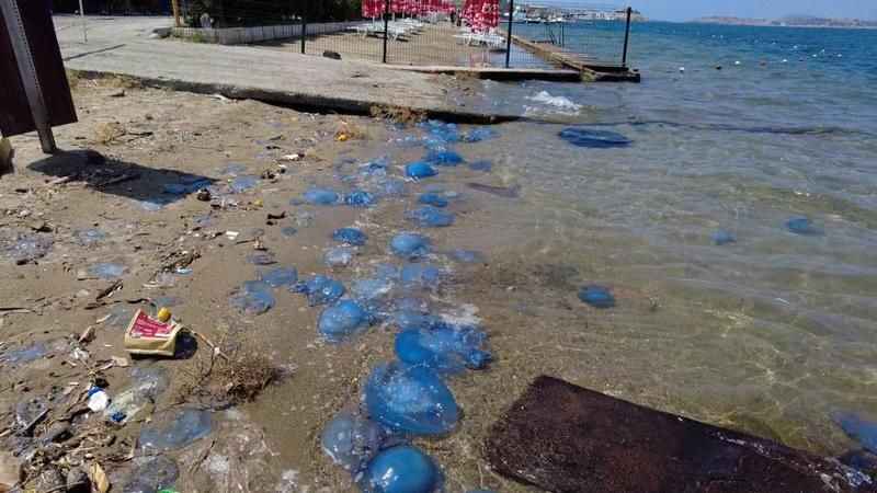 İzmir Foça'da denizanası istilasının ardından vakalar arttı