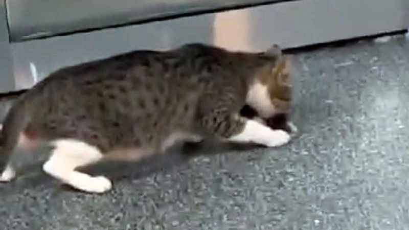 Anne kedi yavrusunu hastaneye getirdi Anne kedi yavrusunu hastaneye getirdi