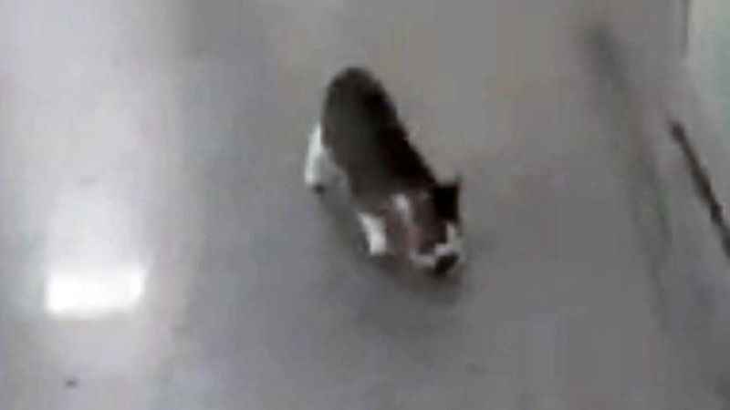 Anne kedi yavrusunu hastaneye getirdi Anne kedi yavrusunu hastaneye getirdi