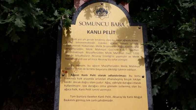 Kanlı Moğol baskınının şahidi 700 yıllık ağaç Kanlı Moğol baskınının şahidi 700 yıllık ağaç
