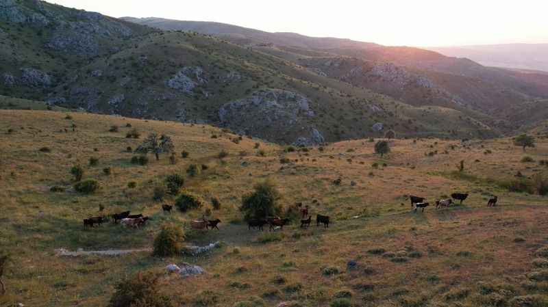 Başkent'te Karadeniz'i aratmayan yayla