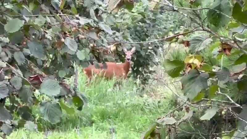 Fındık bahçesini temizlerken karaca ile karşılaştı