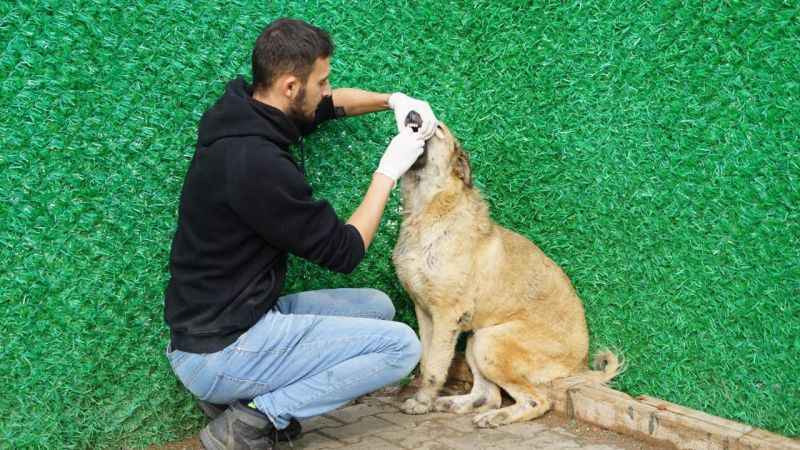Besleme yaparken engelli hayvanlardan etkilendi, onlar için bakımevi kurdu Besleme yaparken engelli hayvanlardan etkilendi, onlar için bakımevi kurdu