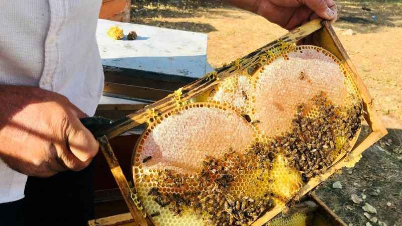 Merakla başladığı arıcılıkta, 70 kovandan binlerce kilo "Gülbal" üretiyor Merakla başladığı arıcılıkta, 70 kovandan binlerce kilo "Gülbal" üretiyor