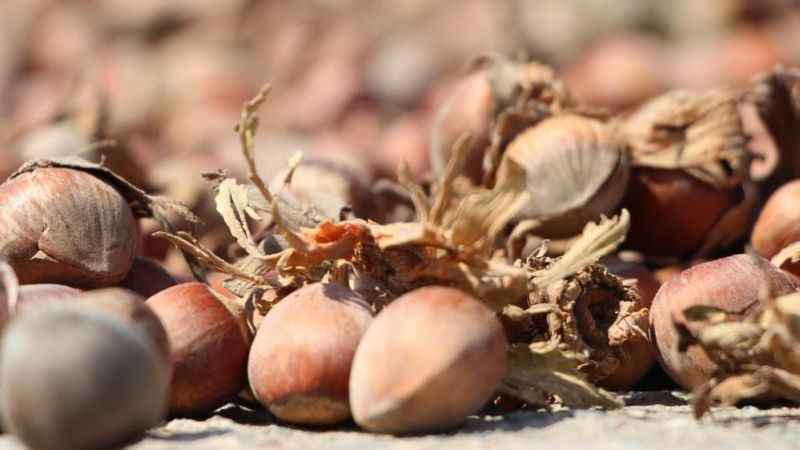 Türkiye, son 10 yılda fındık ihracatından 20 milyar doların üzerinde döviz girdisi sağladı