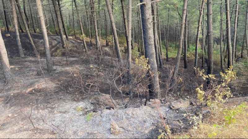 Maltepe’de çıkan orman yangınında hasarın boyutu gün ağarınca ortaya çıktı Maltepe’de çıkan orman yangınında hasarın boyutu gün ağarınca ortaya çıktı