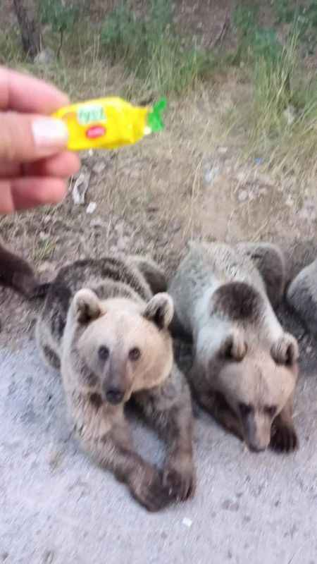 Ayı kendisine şeker veren vatandaşa saldırdı Ayı kendisine şeker veren vatandaşa saldırdı