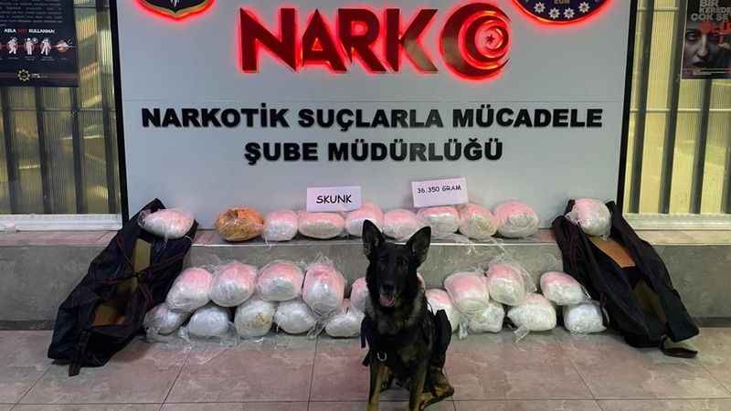 43 ilin geçiş güzergahında uyuşturucuya geçit yok: 36 kilogram 'skunk' ele geçirildi 43 ilin geçiş güzergahında uyuşturucuya geçit yok: 36 kilogram 'skunk' ele geçirildi