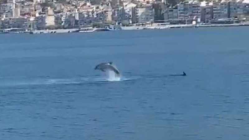 Gemlik Körfezi’nde yunusların şovu izleyenleri büyüledi Gemlik Körfezi’nde yunusların şovu izleyenleri büyüledi