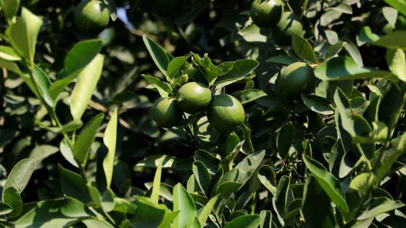 Limonda hasat başladı, verim yüzleri güldürdü