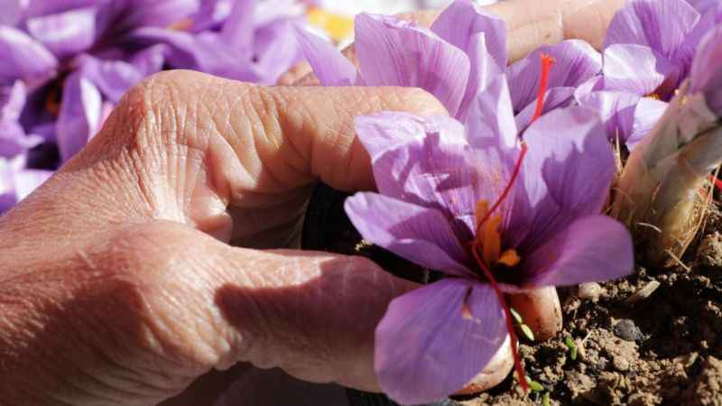 Safranbolu Safranı AB Komisyonu tarafından tescillendi