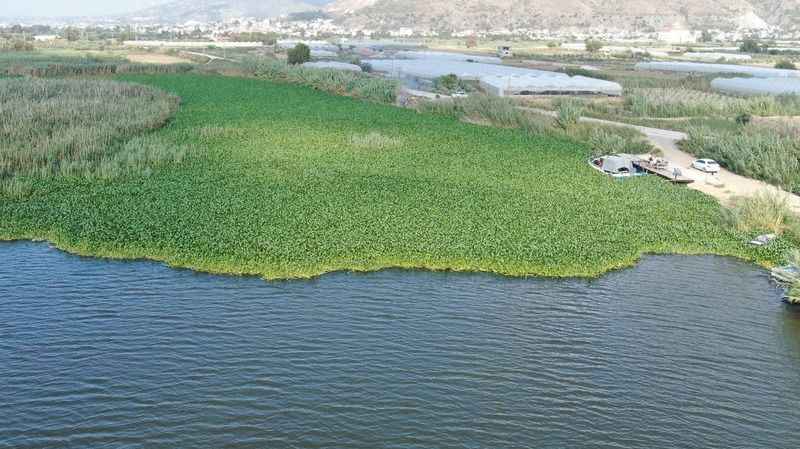 Boyutları 1 metreyi bulan su sümbülleri Asi Nehri'ni adeta esir aldı