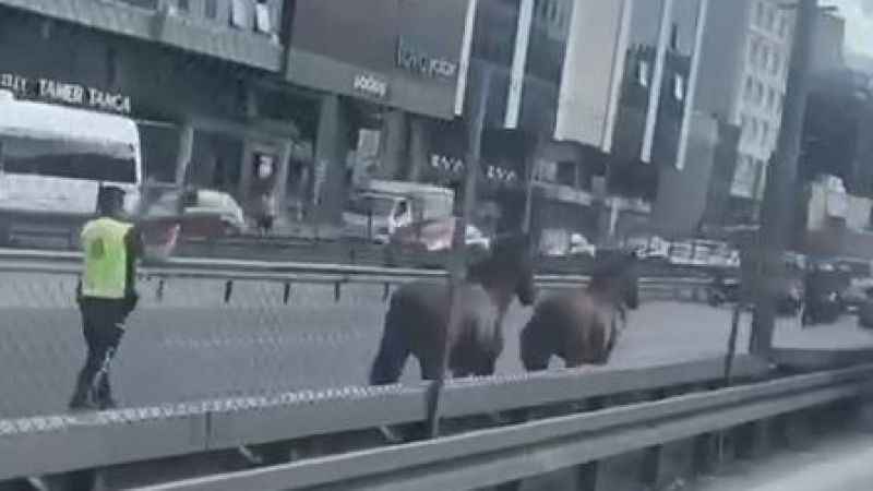 D-100 Karayolu’nda koşan başı boş atlar trafiği birbirine kattı D-100 Karayolu’nda koşan başı boş atlar trafiği birbirine kattı