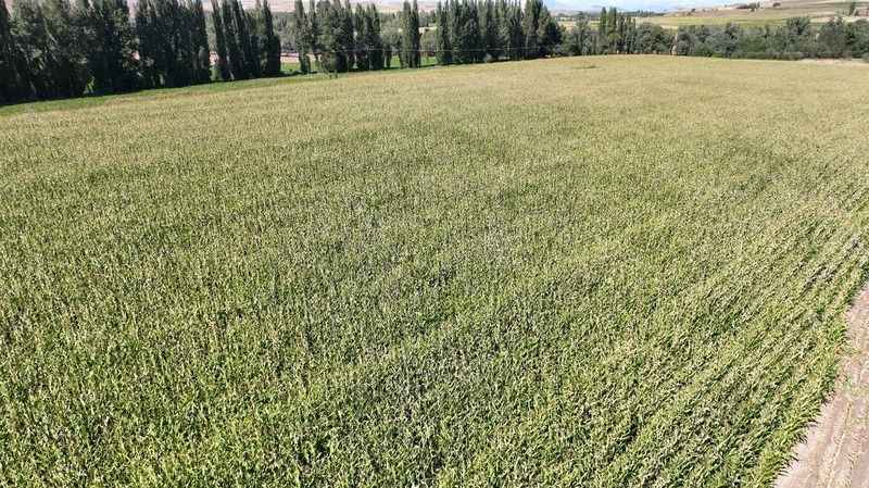 Hasadı başladı, 200 bin ton rekolte bekleniyor