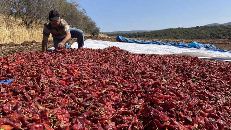 Kahramanmaraş’ın tescilli ürünü ‘Maraş biberi’ hasadı başladı