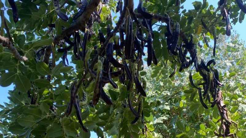 Geçen sene kilosu 40 TL olan keçiboynuzu ağaçta kaldı