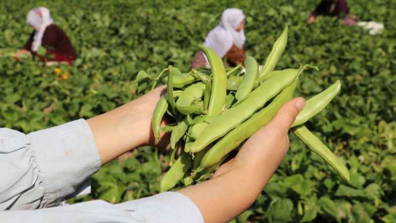 Van’ın ‘Gevaş fasulyesi’ tescillendi