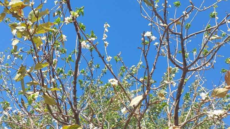 Çiçek açan erik ağacı şaşırttı