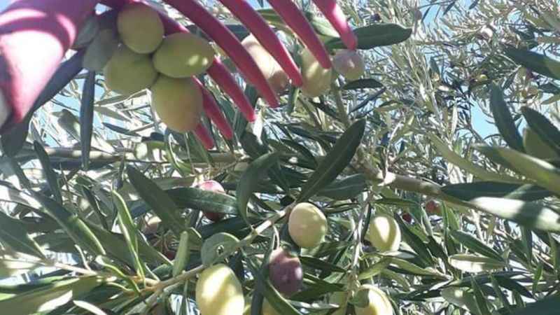 Mut’ta zeytin hasadı başladı Mut’ta zeytin hasadı başladı