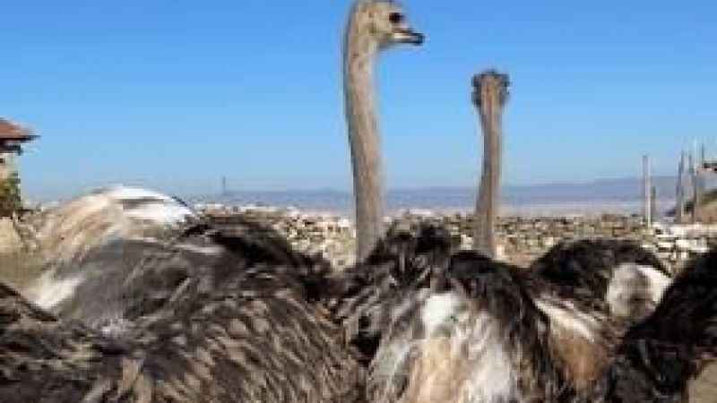 Eskişehir’de hobi bahçesindeki 2 deve kuşu firar etti Eskişehir’de hobi bahçesindeki 2 deve kuşu firar etti