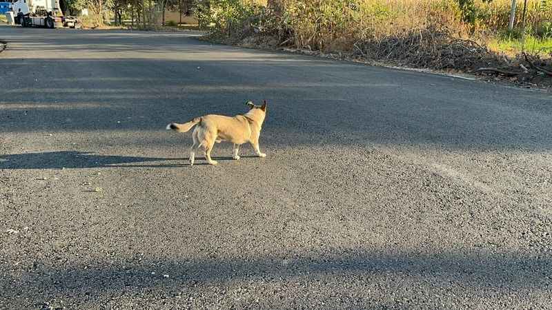 Okula giderken sokak köpeğinin saldırısına uğradı