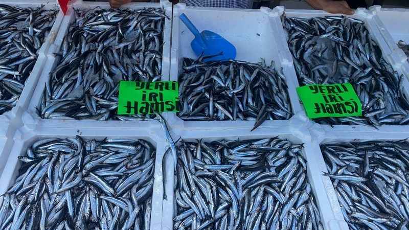 Hamsinin kilosu 80 liradan alıcı buldu Hamsinin kilosu 80 liradan alıcı buldu