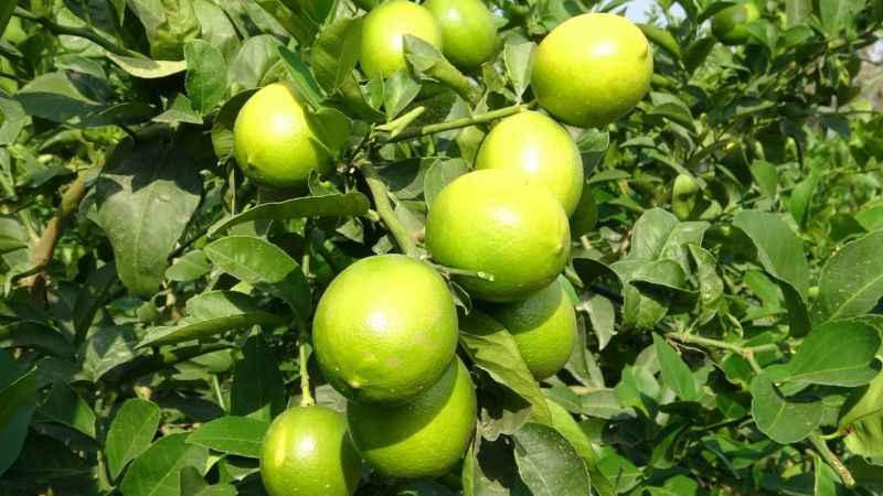  Limonun başkentinde 'hasat' dönemi