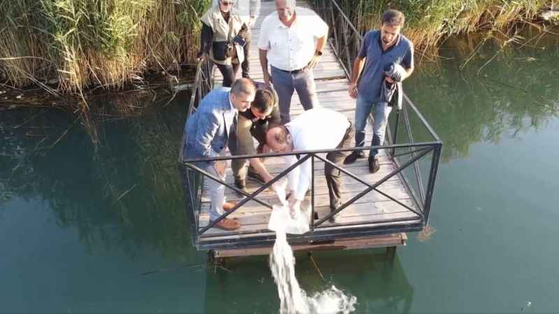 Erzincan’da 902 bin sazan balığı yavrusu suyla buluşturuldu Erzincan’da 902 bin sazan balığı yavrusu suyla buluşturuldu