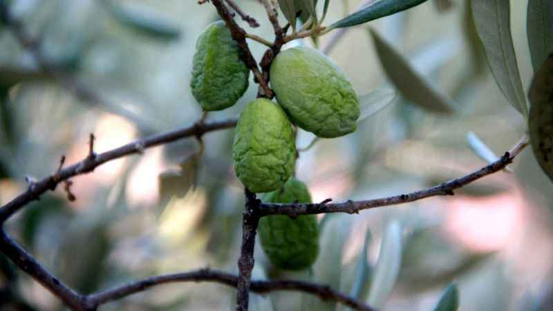 Kuraklık zeytin ve zeytinyağı üretimini olumsuz etkiliyor