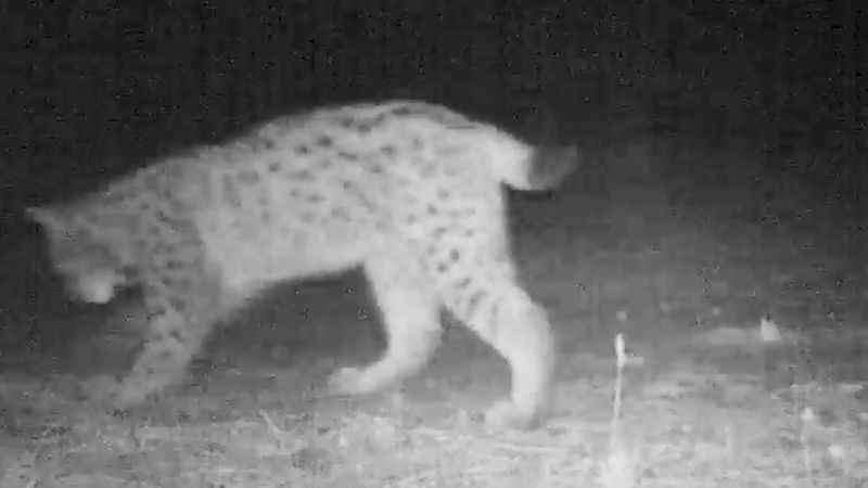Kırıkkale'deki yaban hayatı fotokapanlara yansıdı