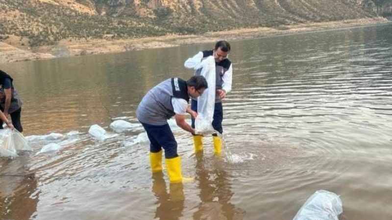 Siirt'te 1,3 milyon yavru şabut balığı baraj göllerine bırakıldı