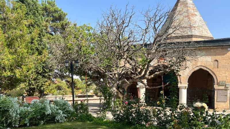 Nevşehir'de 700 yaşındaki dut ağacı, zamana meydan okuyor