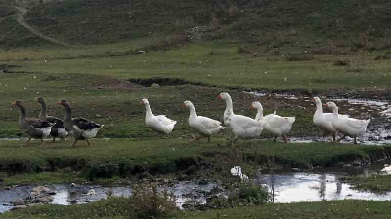 Kars’ta kazlar kesim öncesi besiye alındı