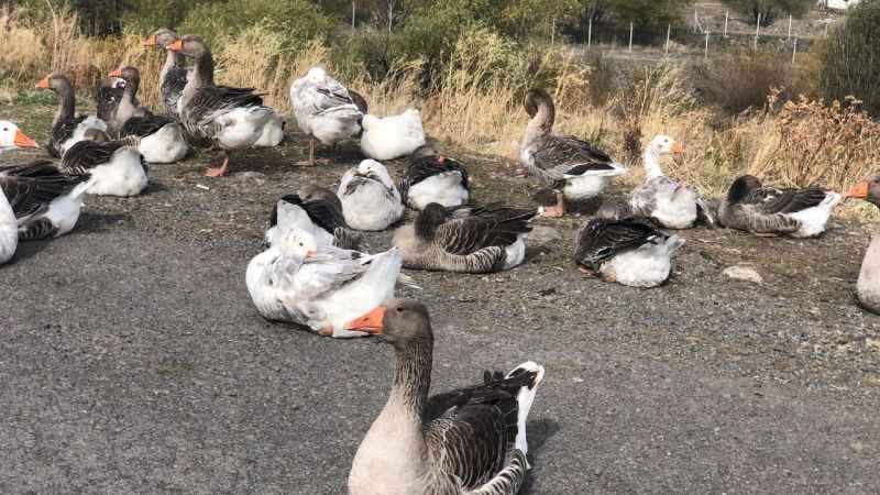 Kars’ta kazlar kesim öncesi besiye alındı