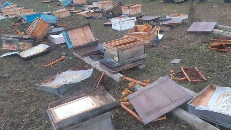 Artvin’de 60 kovanı parçalayan ayı 250 bin liralık zarara neden oldu