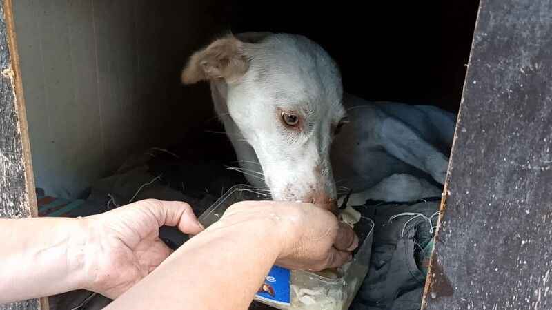 Yaralı köpek, hayvanseverler sayesinde hayata tutundu