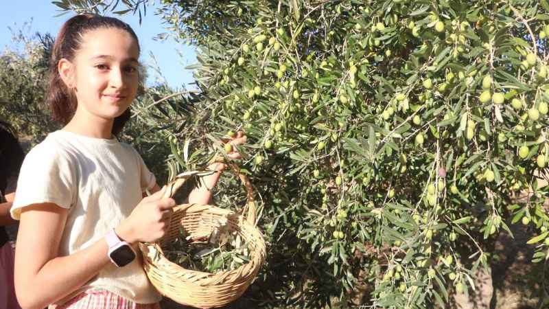 Enkaz kentte zeytin hasadı buruk başladı