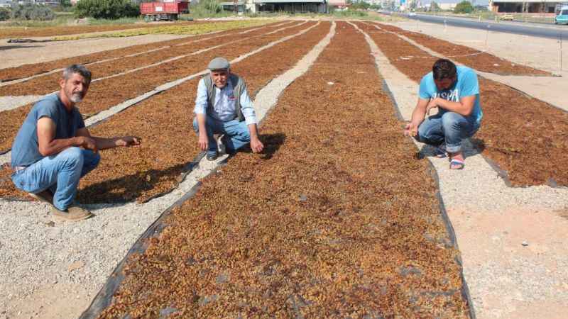 TARİŞ Üzüm Birliği 7 numara üzümü 45 TL'den alan TARİŞ yeni fiyatı 55 TL olarak açıkladı