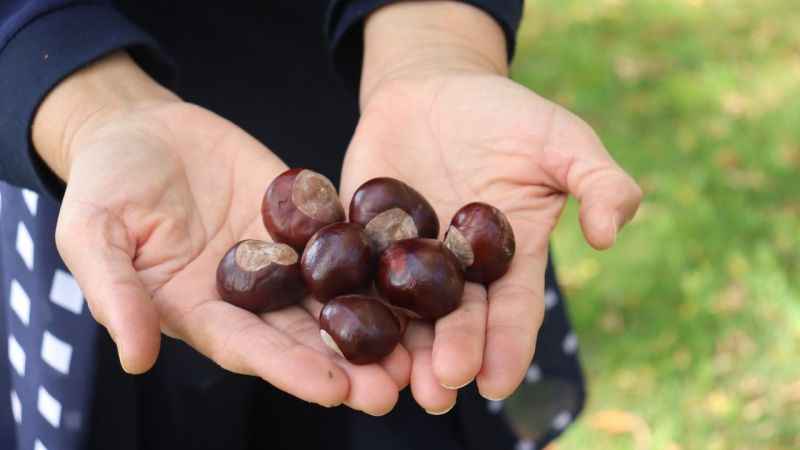 Parklardaki at kestaneleri tehlike oluşturabilir Parklardaki at kestaneleri tehlike oluşturabilir