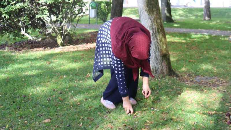 Parklardaki at kestaneleri tehlike oluşturabilir Parklardaki at kestaneleri tehlike oluşturabilir