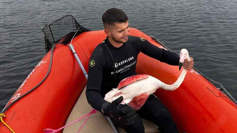 İzmit Körfezi'nde mahsur kalan yaralı flamingoyu Kocaeli İtfaiyesi kurtardı