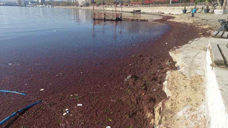 Marmara Denizi kıyılarında kızıl yosunlar: Sebebi lodos
