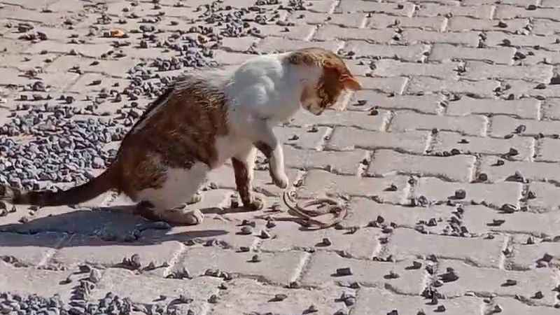 Yılanı gözüne kestiren kedi savaşın galibi oldu Yılanı gözüne kestiren kedi savaşın galibi oldu