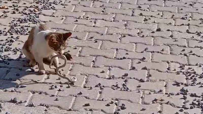 Yılanı gözüne kestiren kedi savaşın galibi oldu Yılanı gözüne kestiren kedi savaşın galibi oldu